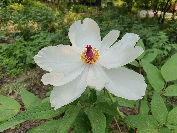 99BFE4355CD8BE410F9948