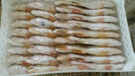 코리아냉동 이미지