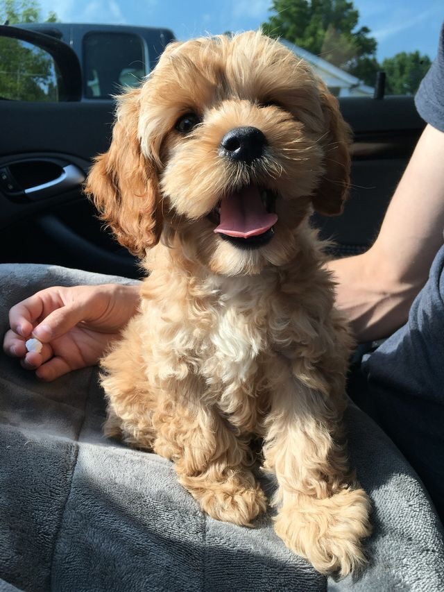 개와 고양이.jpg | 인스티즈