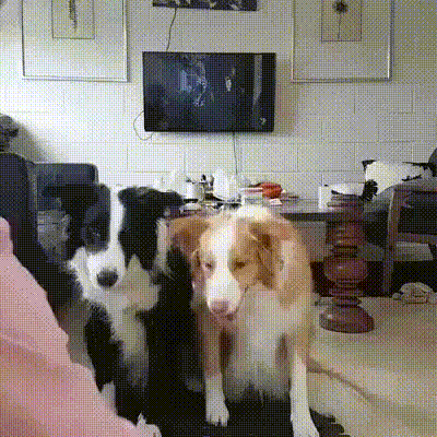 가족사진 찍는 댕댕이들 gif | 인스티즈