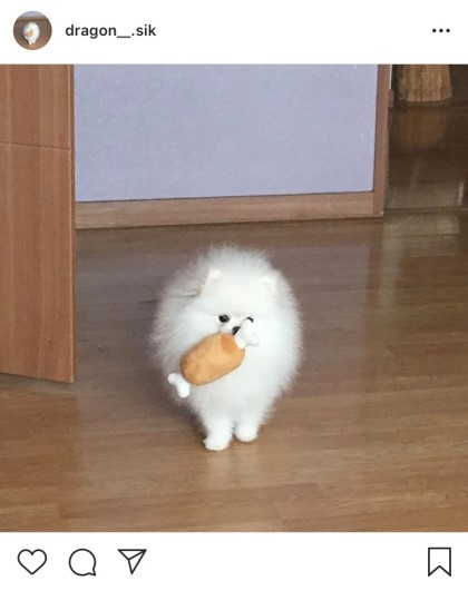 애견동반카페에서 카페주인이 키우는 불테리어에게 물려 죽은 강아지 주인이에요.(혐오주의) | 인스티즈