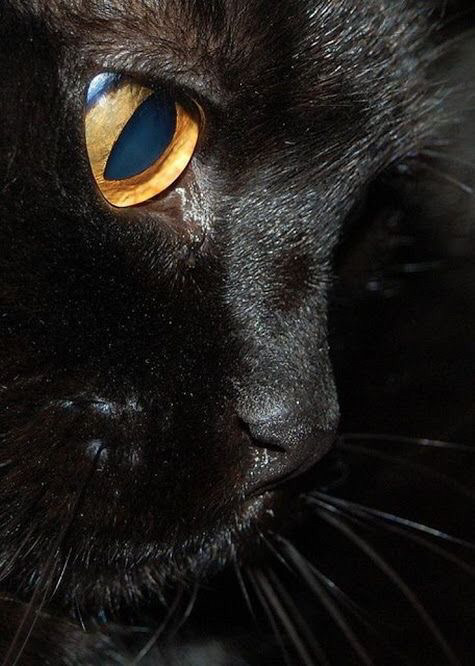 고양이 귀여운 부위 | 인스티즈