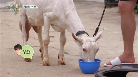 [삼시세끼] 처음 본 잭슨 때문에 놀라서 귱집사 팔 꼬옥 붙드는 고양이 쿵이.gif | 인스티즈