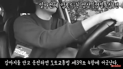차에 탈때 강아지를 운전자가 안고 타거나 조수석에 아무런 장치 없이 태우면 도로교통법 위법 | 인스티즈