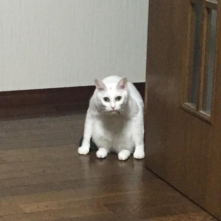 망한 고양이 사진대회.JPG | 인스티즈