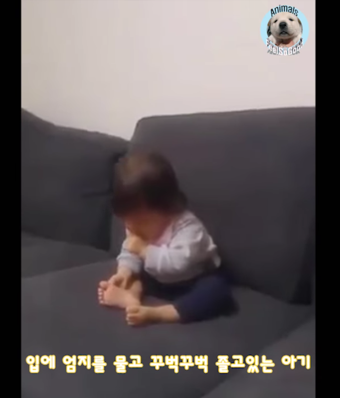 소파에서 위태롭게 졸던 아기를 본 강아지의 행동 | 인스티즈