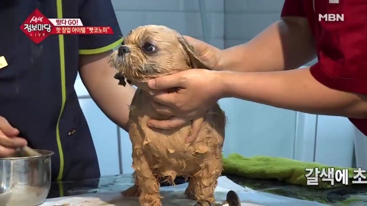강아지 아로마테라피.jpg | 인스티즈