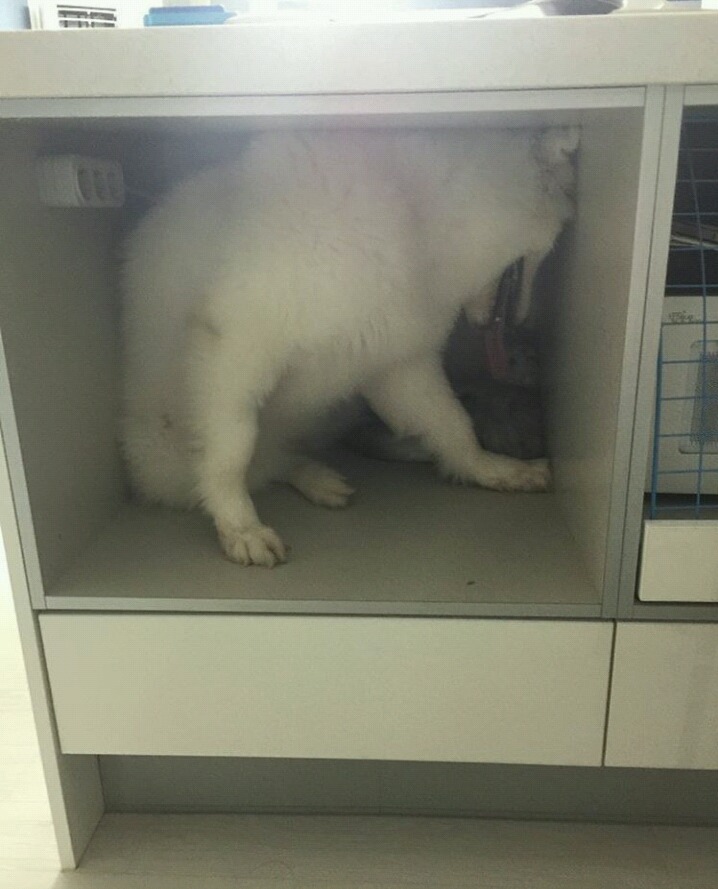 강아지가 고양이를 너무 핥아요...jpeg | 인스티즈