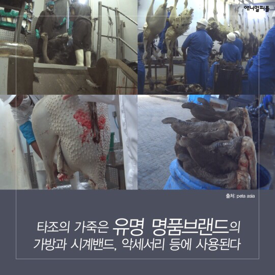 일상에 스며든 동물학대 생산품들 (중간에 피 주의) | 인스티즈