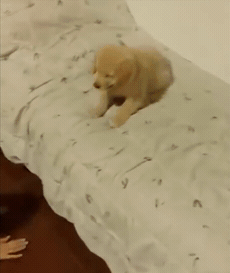 침대에서 뛰어내리는 인절미.gif | 인스티즈