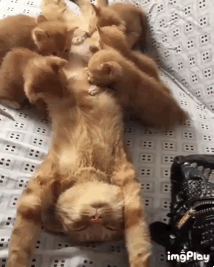 새끼냥이들 식사시간.gif | 인스티즈