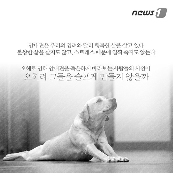 안내견은 스트레스 때문에 오래 못 산다? | 인스티즈