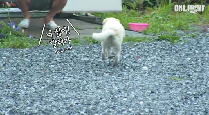 키워키우라고 vs 절대 안키울거라는 아저씨 | 인스티즈