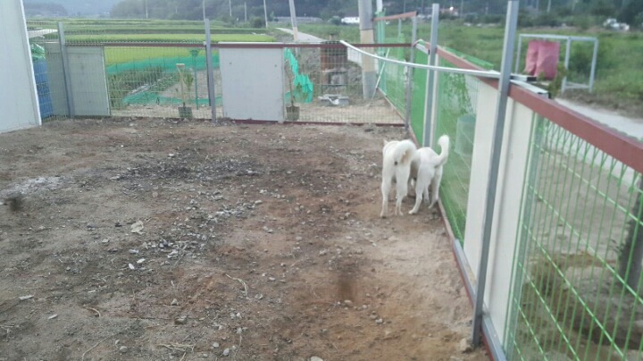 혹시 창녕 매실이 사건알아?부탁이야 우리 백구도 누가데려가버렸어. 나 우리 백구도 이렇게 잃으면 죽어버릴거야. 혹시 우리백구 본사람 임보라도 해줘 부탁 | 인스티즈