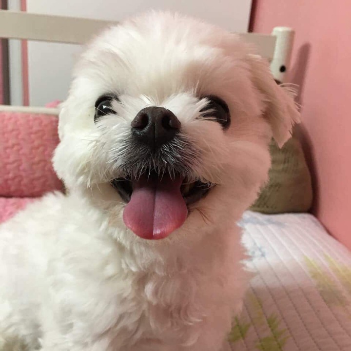 댕댕이 증명사진 | 인스티즈