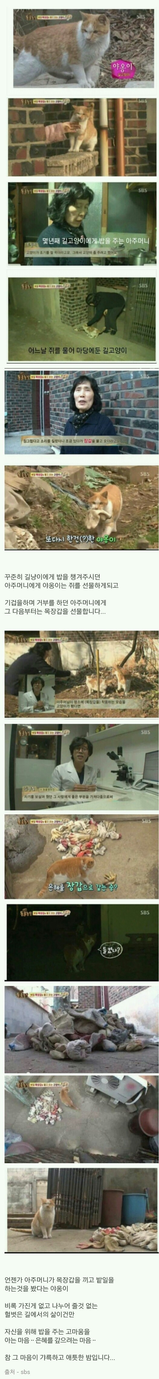 은혜 갚은 고양이 | 인스티즈