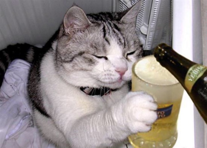 뚱뚱이 아니야. 통통이야옹 | 인스티즈