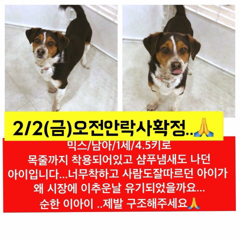 곧 안락사 될 아이들 보고가줘.. 낼모레 칼안락사야 | 인스티즈