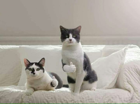 큰일날뻔한 어린 집사를 지켜준 고양이 1&2.gif | 인스티즈
