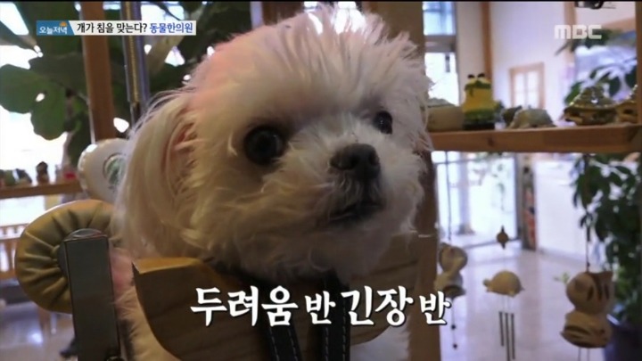 강아지 한의원.jpg | 인스티즈