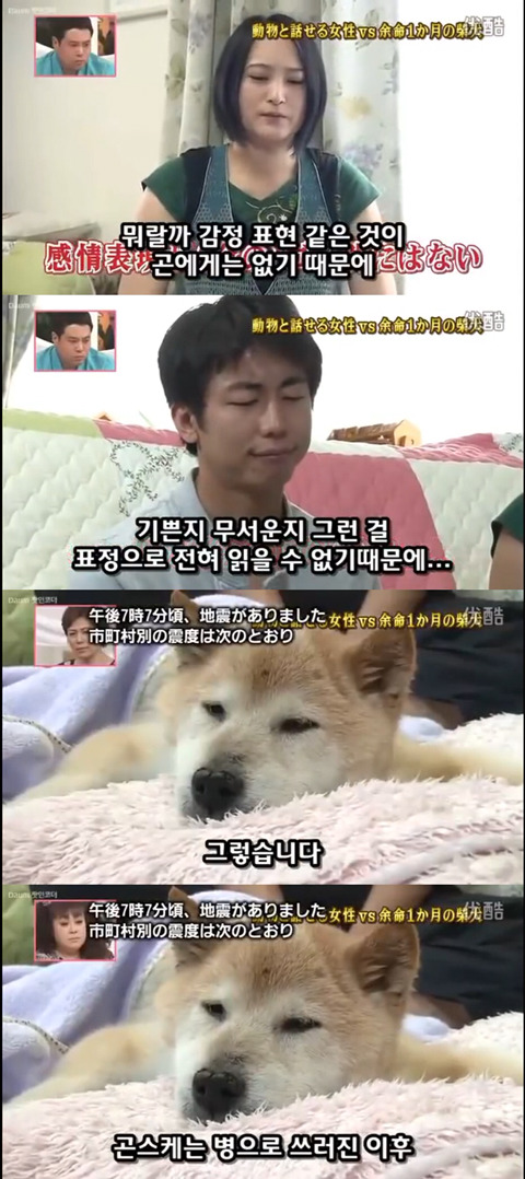 사고로 하반신 마비가되자 주인에게 비참하게 버림받은 시바견 사연 (애니멀 커뮤니케이터 하이디) | 인스티즈