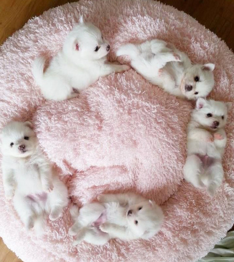 귀여운 댕댕이 사진모음 | 인스티즈