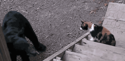 곰을 만났을때 살아남는 방법.gif | 인스티즈