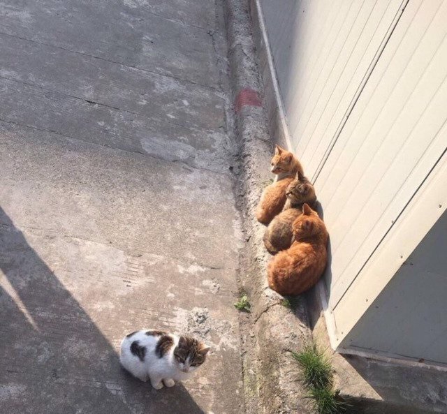 광합성냥 | 인스티즈
