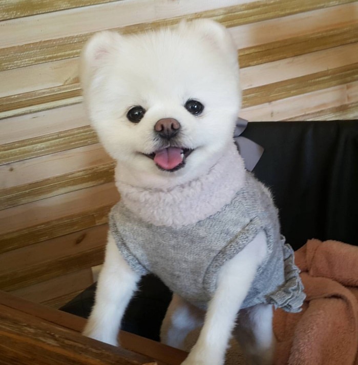 초코파이가 만들어지는 과정 | 인스티즈