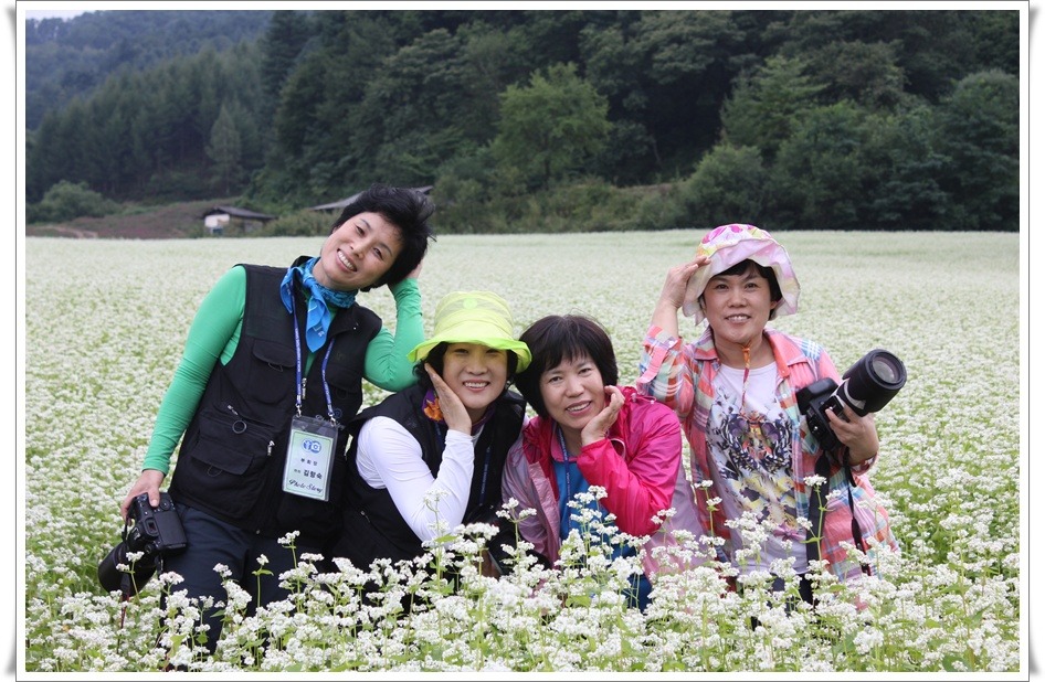 봉평메밀밭 이미지
