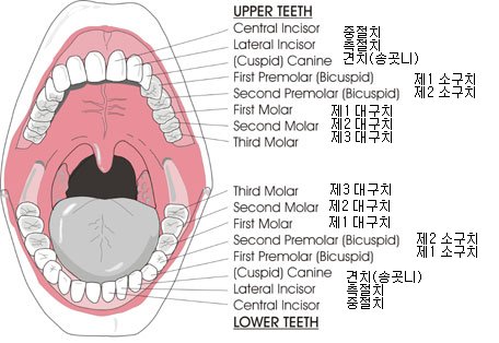 치식 부여 방법(Tooth numbering system) - 심사기준및 사례 - 우리 사랑 항꾼에
